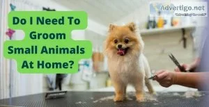 What is some basic grooming that can be easily done at home