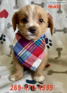 Yorkiepoodle