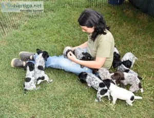 AKC registered German Shorthaired Pointer Puppies.