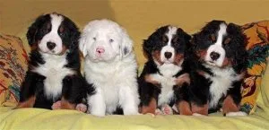 Beautiful Bernese Mountain Dog Puppies