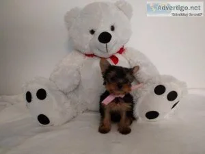 Amazing tea cup Yorkie puppies.