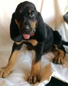House Raised Bloodhound Puppies For Sale