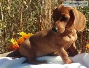 Gorgeous Dachshund Puppies for sale.