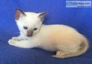 Purebred Siamese kittens