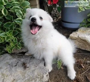 American Eskimo Dog Puppies For Sale.