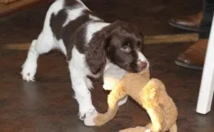 English Springer Spaniel puppies for sale.