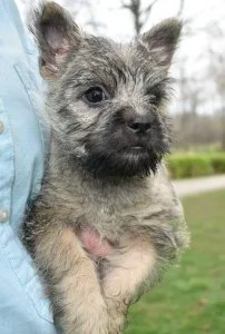 Lovable Cairn Terrier puppies