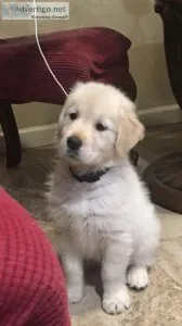 Golden Retriever Puppies For Sale.