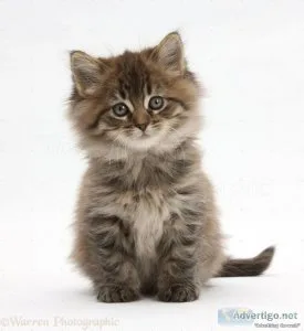 EXOTIC GREY ADORABLE MAINCOON KITTEN