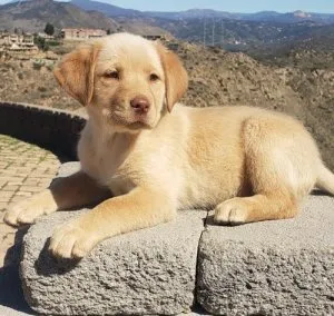 Potty Trained Labrador Retriever Puppies