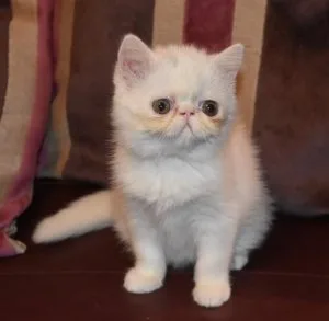 Beautiful LH Exotic Kitens