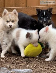 Obedient Pomsky Puppies.