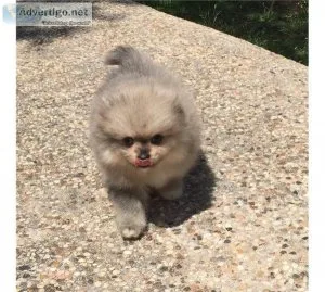 AKC CH Bloodline Teacup White male Pomeranian