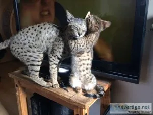 EXOTIC F4 SAVANNAH KITTENS AVAILABLE