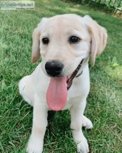 Labrador Retriever puppies for sale.