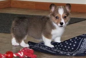 Full Pembroke Welsh Corgi Puppies.