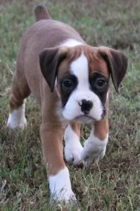 AKC Boxer puppies For Sale.