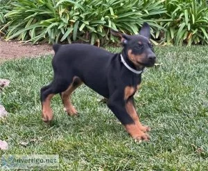 AKCUKC Doberman Pinscher Puppies for sale