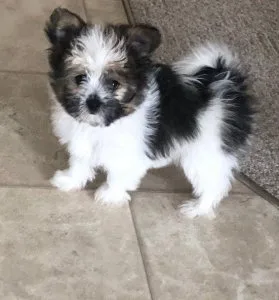 Maltipom puppies for sale.