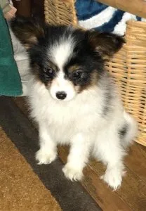 Papillon puppies (boys and girs) for sale.