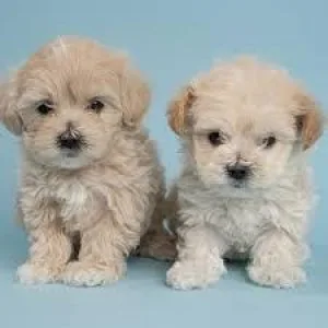 Cute Maltipoo Puppies