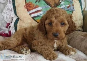 AKC Cockapoo puppies for sale.