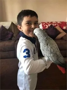 2 beautiful African Grey Parrots For sale