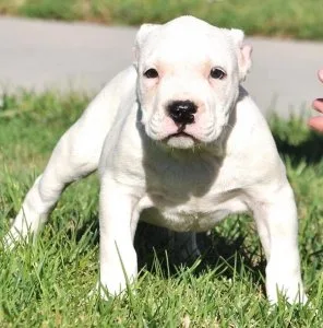 UKC American Pit Bull Terrier Puppies For Sale.