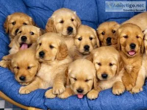 Affectionate Golden Retriever Puppies