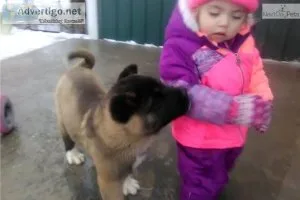 Healthy Akita puppies for sale.