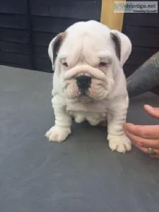 Playful and sweet English bulldog
