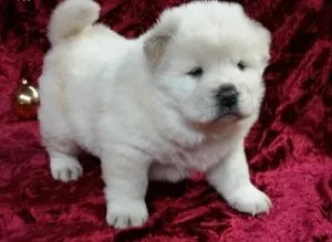 AKC Registered Chow Chow Puppies For Sale