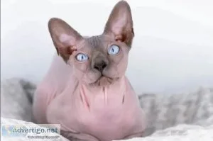 5 Sphynx.