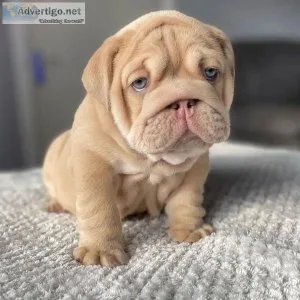 Beautiful English bull dog Puppies