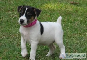 Jack Russel Terrier Puppies for sale