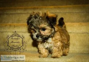 Micro MaltiPoo Designer male puppy - Piccolo