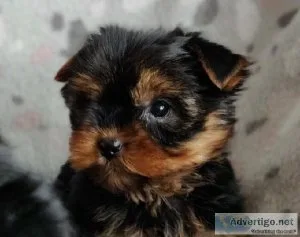 Absolutely Healthy Tiny Yorkie Puppies For Adoption