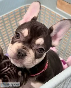 Healthy puppies