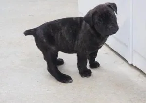 Cane Corso Italiano puppies are registered AKC