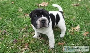 Full AKC Chinese Shar-Pei Puppies for sale