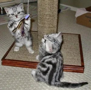 American-Shorthair Kittens