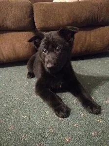 AKC German Shepherd Puppies for sale.