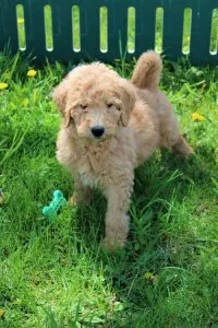 Healthy F1 Goldendoodle puppies for sale.