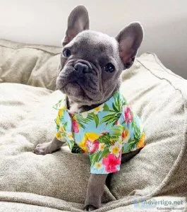 Healthy puppies