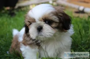 CKC Toy size Male Shih tz