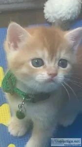 England Kittens for Sale (Elmhurst Queens NY)
