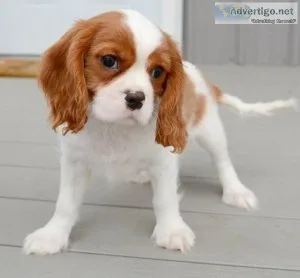 AKC Reg. Cavalier King Charles Spaniel puppies for sale.