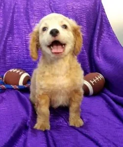 Well Socialized Cavapoo Puppies for sale.