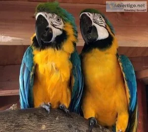 2 Blue and Gold Macaws available (1 male and 1 female)