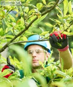 Elite Tree Experts LLC